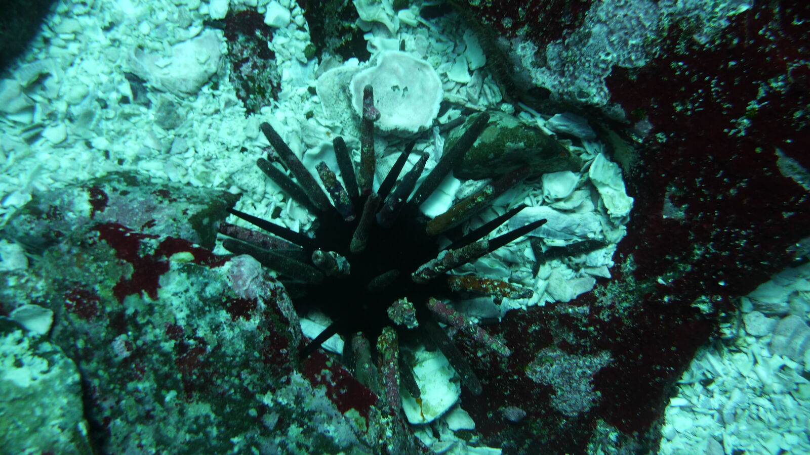 Tauchgang bei Kicker Rock, San Cristobal.