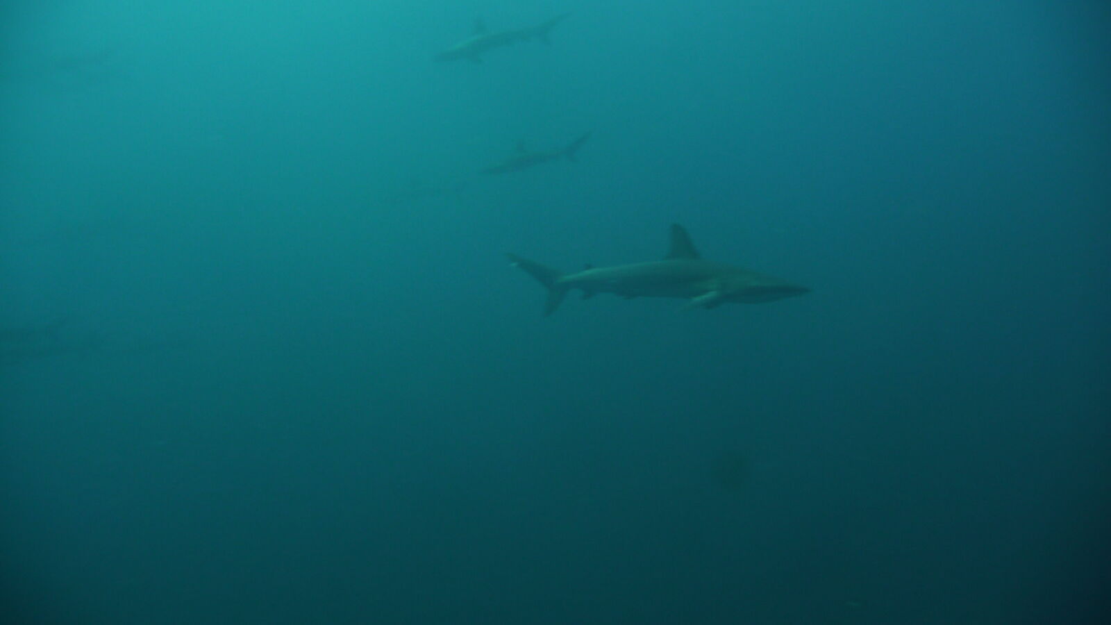Tauchgang bei Kicker Rock, San Cristobal.