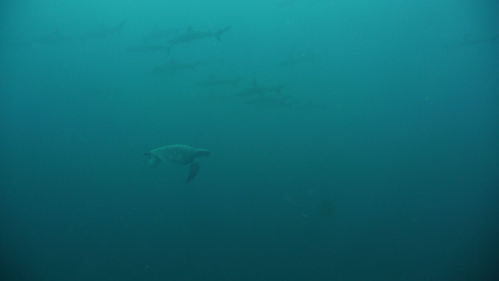 Tauchgang bei Kicker Rock, San Cristobal (ein Rudel Galapagoshaie im Hintergrund) .
