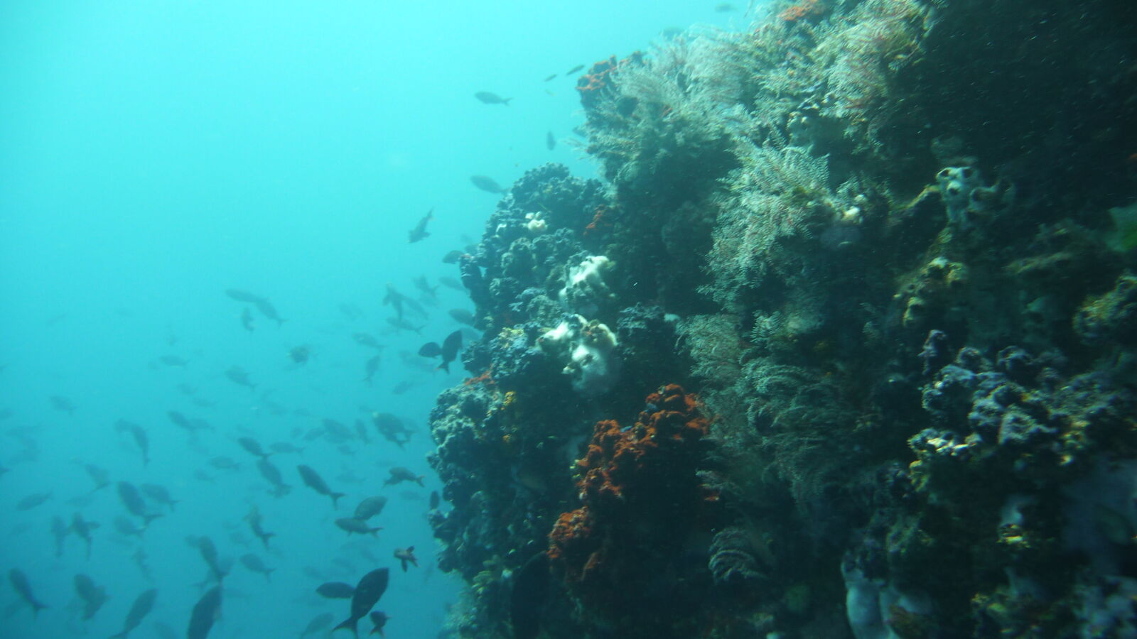 Tauchgang bei Kicker Rock, San Cristobal.