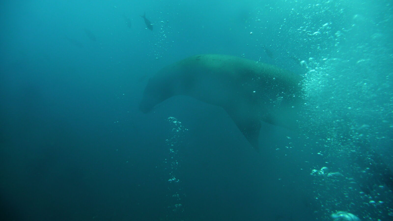 Tauchgang bei Kicker Rock, San Cristobal.