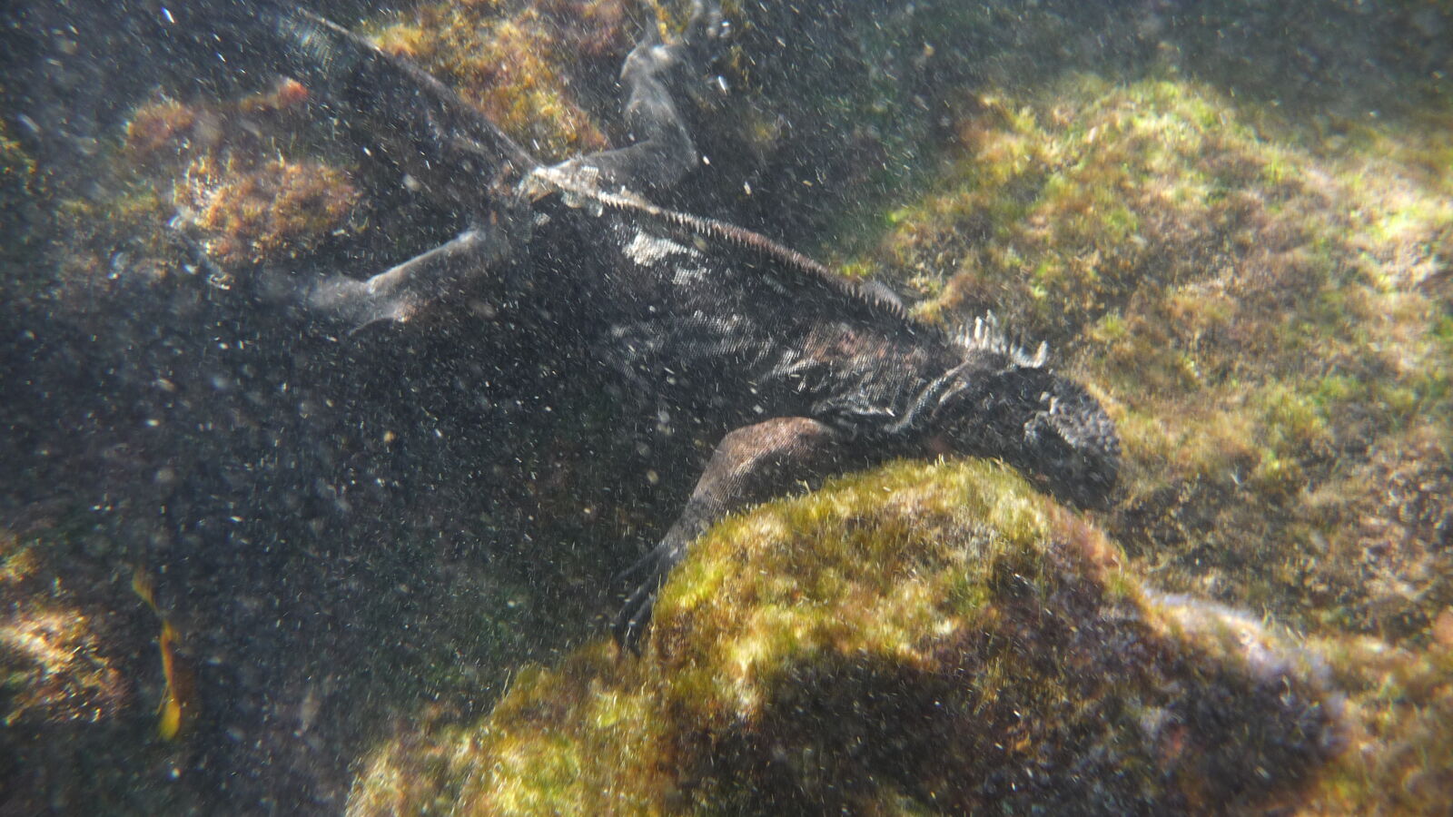 Schnorcheln bei Isla Lobos, San Cristobal.