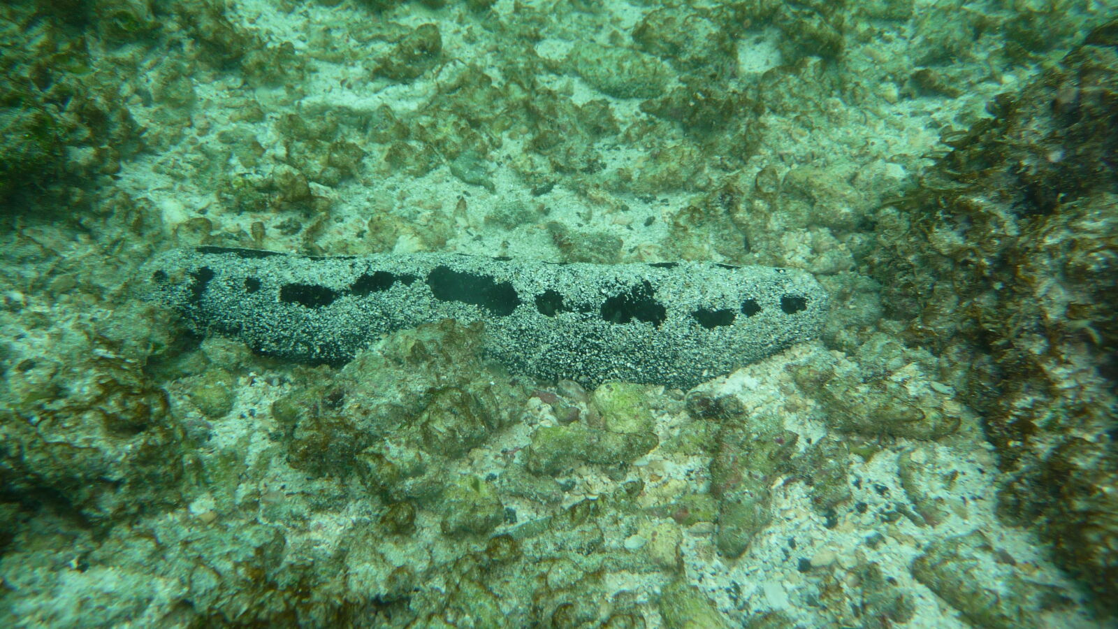 Schnorcheln bei Puerto Villamil, Isabela.