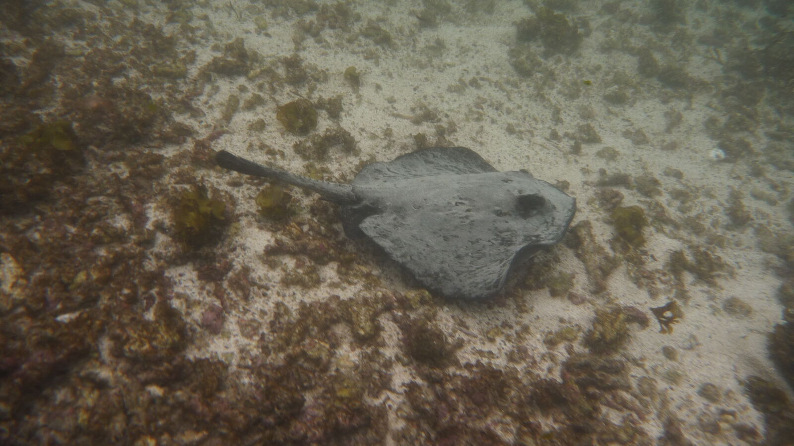 Schnorcheln bei Puerto Villamil, Isabela.