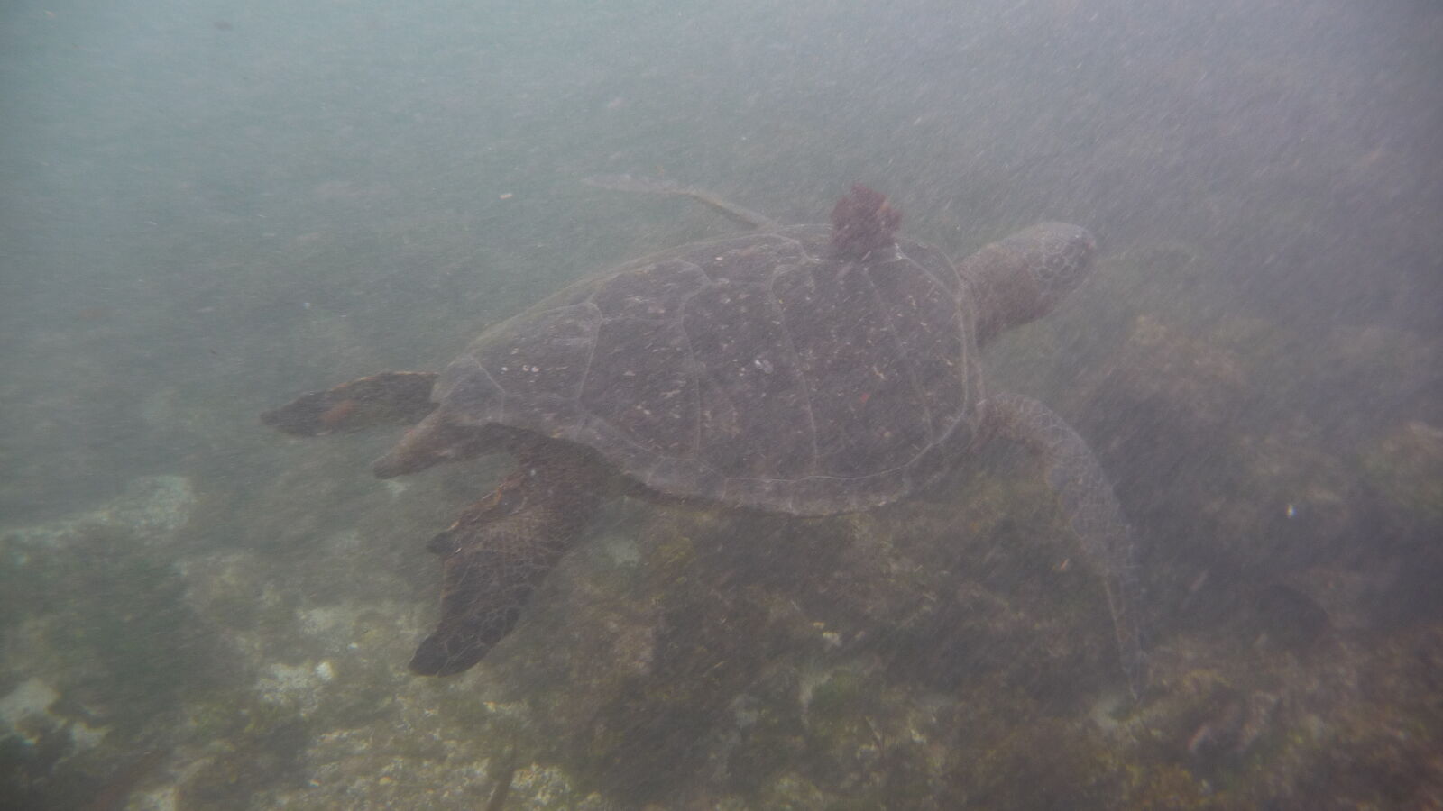 Schnorcheln bei Puerto Villamil, Isabela.