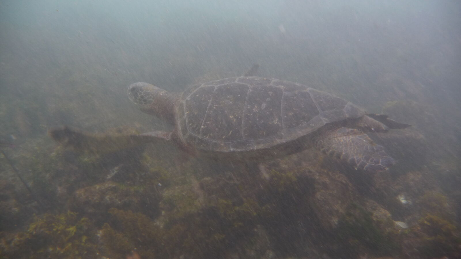 Schnorcheln bei Puerto Villamil, Isabela.