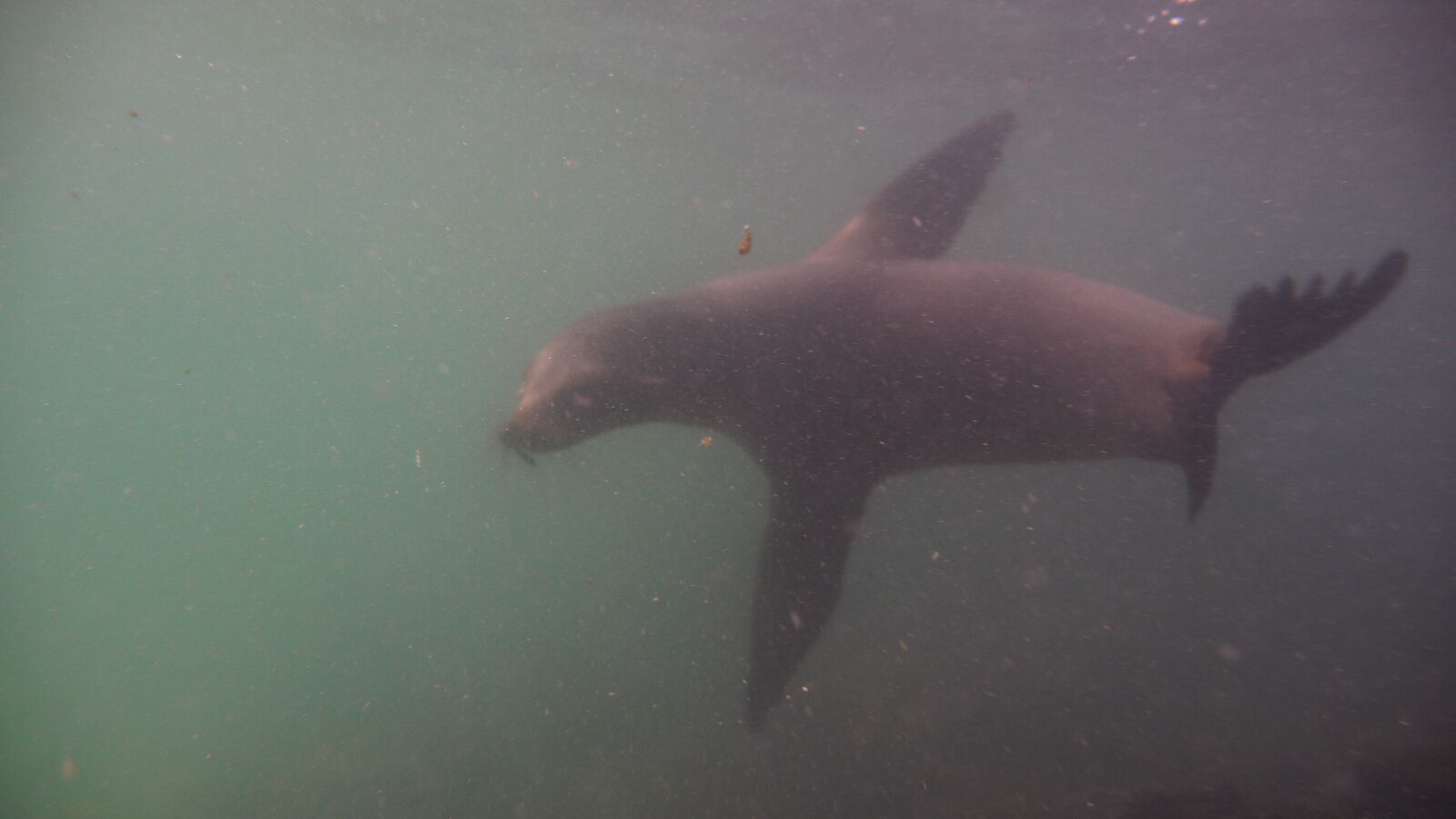 Seelöwe mit Augenproblemen bei Puerto Villamil, Isabela.