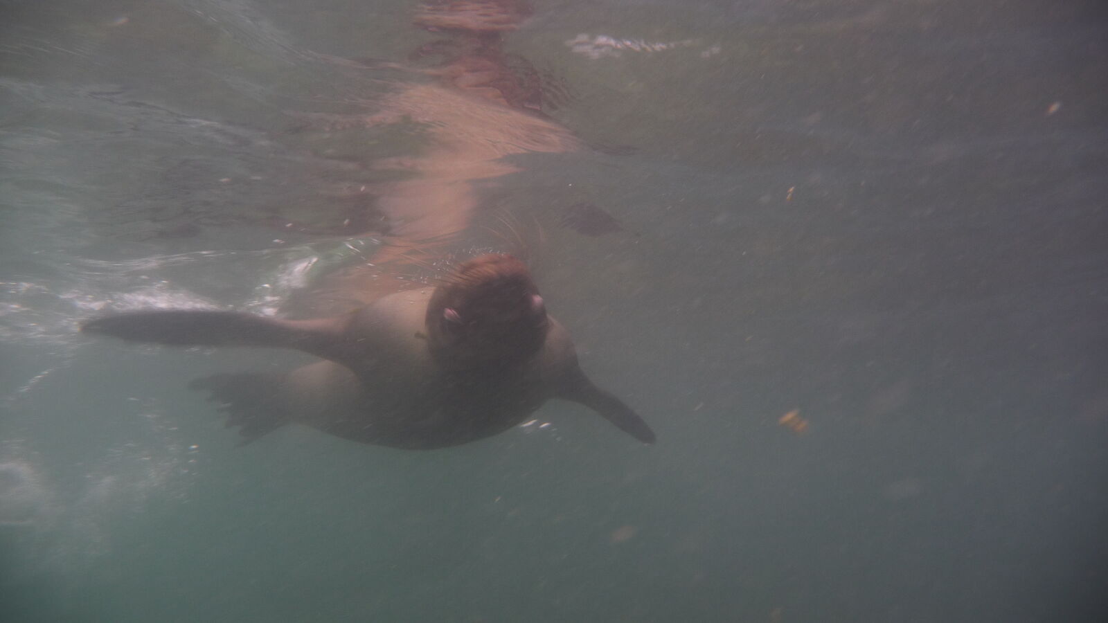 Seelöwe mit Augenproblemen bei Puerto Villamil, Isabela.