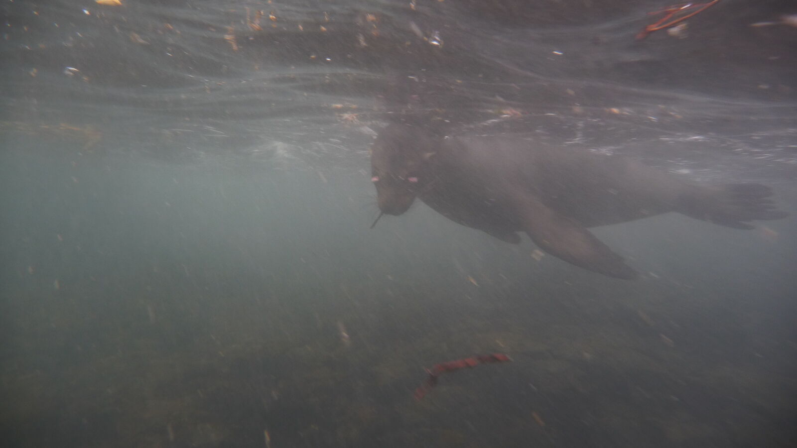 Seelöwe mit Augenproblemen bei Puerto Villamil, Isabela.