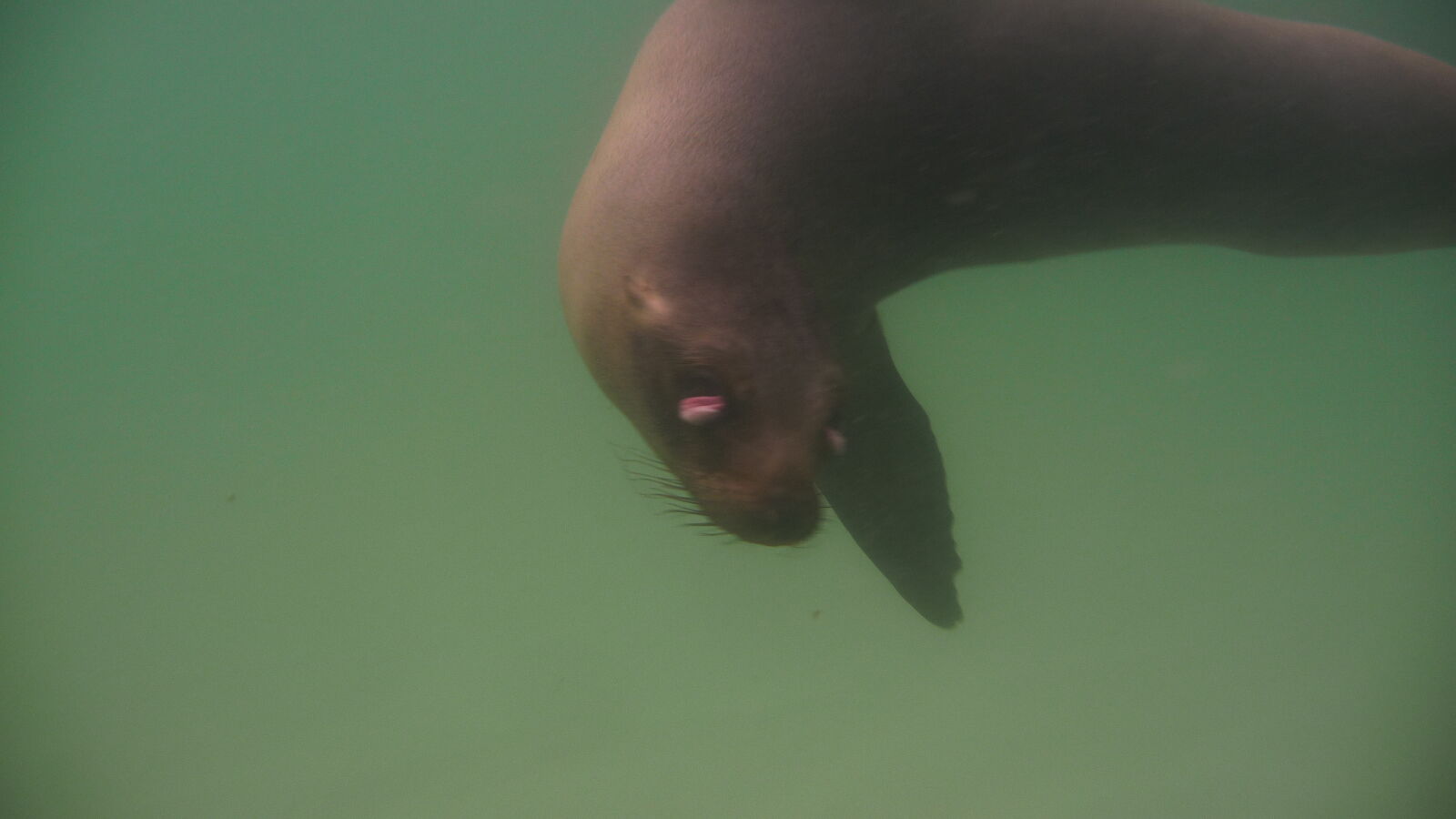 Seelöwe mit Augenproblemen bei Puerto Villamil, Isabela.