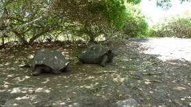 Galapaguera de Cerro Colorado, San Cristobal.