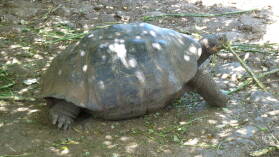Galapaguera de Cerro Colorado, San Cristobal.