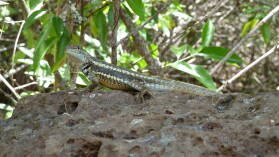 Galapaguera de Cerro Colorado, San Cristobal.