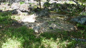 1-5 jährige Schildkröten, Galapaguera de Cerro Colorado, San Cristobal.