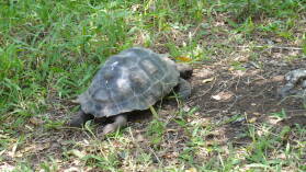 Galapaguera de Cerro Colorado, San Cristobal.