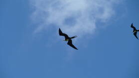 Weiblicher Fregattvogel, El Junco, San Cristobal.