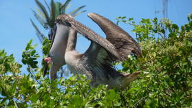 Puerto Ayora, Santa Cruz.