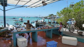 Fischmarkt in Puerto Ayora, Santa Cruz.