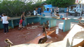 Puerto Ayora, Santa Cruz.