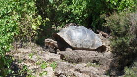 Charles Darwin Research Station, Santa Cruz.
