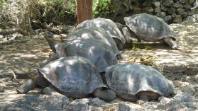 Charles Darwin Research Station, Santa Cruz.