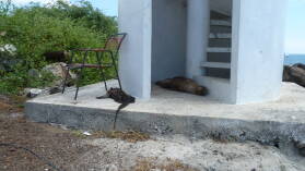 Puerto Velasco Ibarro, Floreana.
