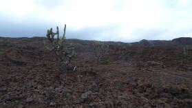 Volcán Chico, Isabela.