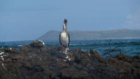 Puerto Villamil, Isabela.