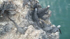 Islote Tintoreras, Isabela.