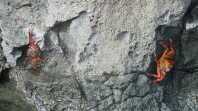 Islote Tintoreras, Isabela.