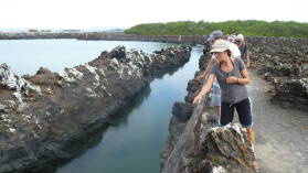 Islote Tintoreras, Isabela.