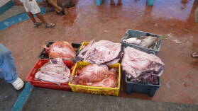 Fischmarkt in Puerto Ayora, Santa Cruz.