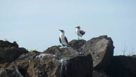 Blue Footed Boobies, Playa Ochoa, San Cristobal.