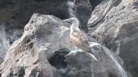 Blue Footed Booby, Playa Ochoa, San Cristobal.