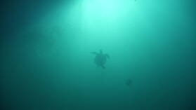 Tauchgang bei Kicker Rock, San Cristobal.