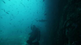 Tauchgang bei Kicker Rock, San Cristobal.