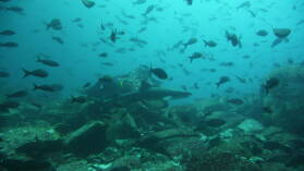 Tauchgang bei Kicker Rock, San Cristobal.
