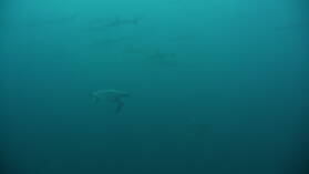 Tauchgang bei Kicker Rock, San Cristobal (ein Rudel Galapagoshaie im Hintergrund) .
