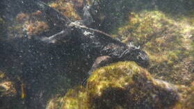Schnorcheln bei Isla Lobos, San Cristobal.