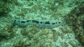 Schnorcheln bei Puerto Villamil, Isabela.