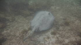 Schnorcheln bei Puerto Villamil, Isabela.