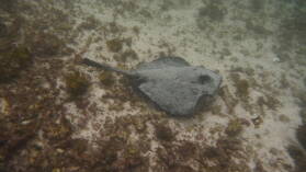 Schnorcheln bei Puerto Villamil, Isabela.