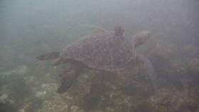 Schnorcheln bei Puerto Villamil, Isabela.