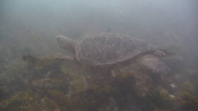 Schnorcheln bei Puerto Villamil, Isabela.