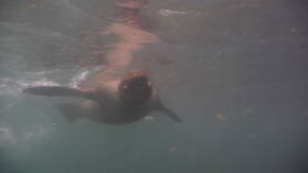 Seelöwe mit Augenproblemen bei Puerto Villamil, Isabela.