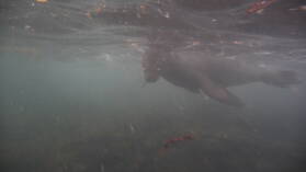 Seelöwe mit Augenproblemen bei Puerto Villamil, Isabela.