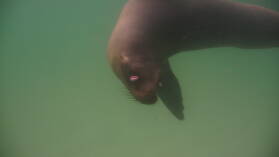 Seelöwe mit Augenproblemen bei Puerto Villamil, Isabela.