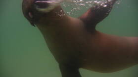 Seelöwe mit Augenproblemen bei Puerto Villamil, Isabela.