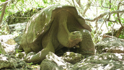Galapagos (EC)
