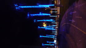 Weihnachspalmen in Las Palmas / Gran Canaria.